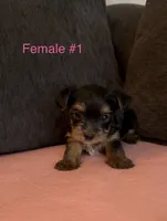 Gracie 1, a female Yorkshire Terrier for sale in Merced, CA – 3 of 5