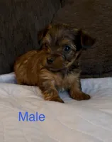 Grace 4, a male Yorkshire Terrier for sale in Merced, CA – 4 of 7