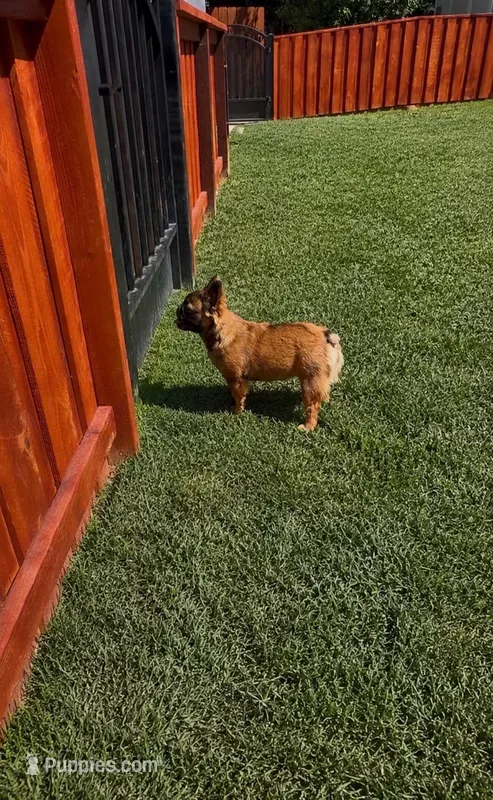 AKC Stella Rosi – French Bulldog puppy for sale in Merced, CA