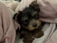 Gracie , a female Yorkshire Terrier for sale in Merced, CA – 6 of 6