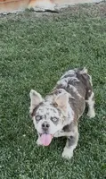 Stormy, a female French Bulldog for sale in Merced, CA – 8 of 10