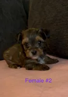 Gracie 2, a female Yorkshire Terrier for sale in Merced, CA – 1 of 7