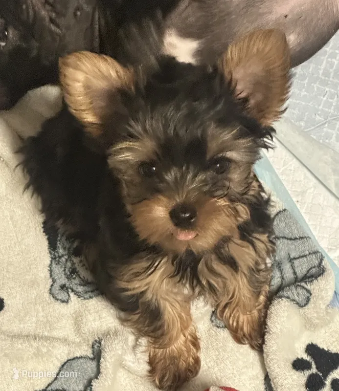 Flower #1 – Yorkshire Terrier puppy for sale in Merced, CA