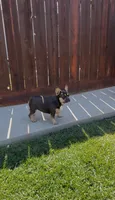 Kilian AKC, a female French Bulldog for sale in Merced, CA – 2 of 5