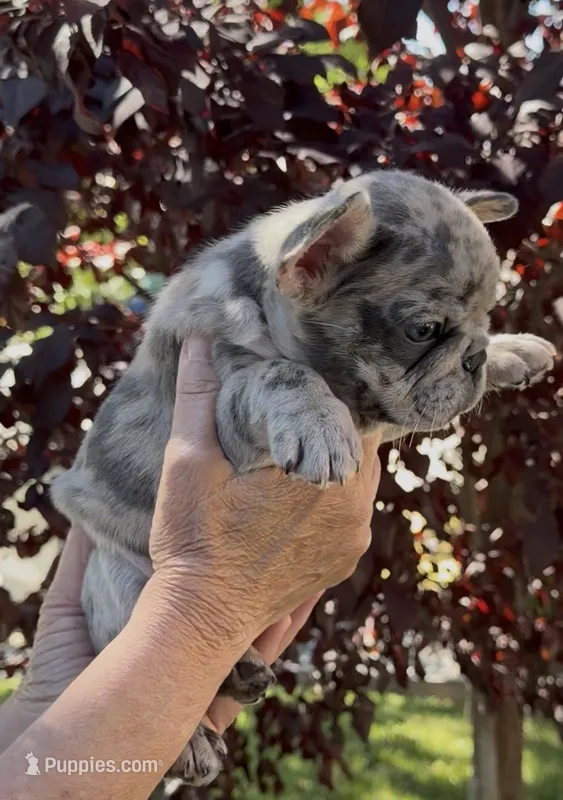 Merle Male, a male French Bulldog for sale in Merced, CA – 1 of 6
