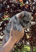 Merle Male, a male French Bulldog for sale in Merced, CA – 1 of 6