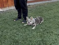 Stormy, a female French Bulldog for sale in Merced, CA – 6 of 10
