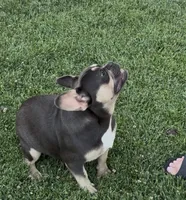 Kilian, a female French Bulldog for sale in Merced, CA – 3 of 6