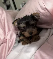 Gracie , a female Yorkshire Terrier for sale in Merced, CA – 2 of 6