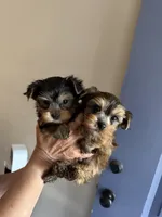 Milan brown male, a male Yorkshire Terrier for sale in Merced, CA – 5 of 6
