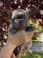 Blue Male 2, a male French Bulldog for sale in Merced, CA – 4 of 6
