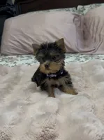 Lippy  #1, a female Yorkshire Terrier for sale in Merced, CA – 2 of 3