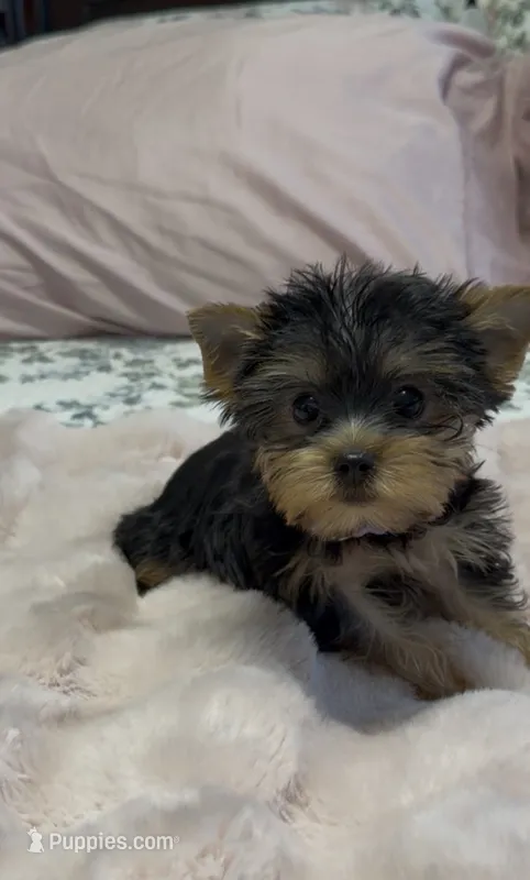 Lippy #2 – Yorkshire Terrier puppy for sale in Merced, CA