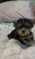 Lippy #2, a female Yorkshire Terrier for sale in Merced, CA – 1 of 3