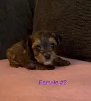 Gracie 2, a female Yorkshire Terrier for sale in Merced, CA – 3 of 7