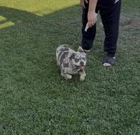 Stormy, a female French Bulldog for sale in Merced, CA – 10 of 10