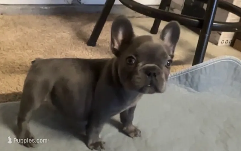 Nova Blue Male – French Bulldog puppy for sale in Merced, CA