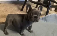 Nova Blue Male, a male French Bulldog for sale in Merced, CA – 1 of 4