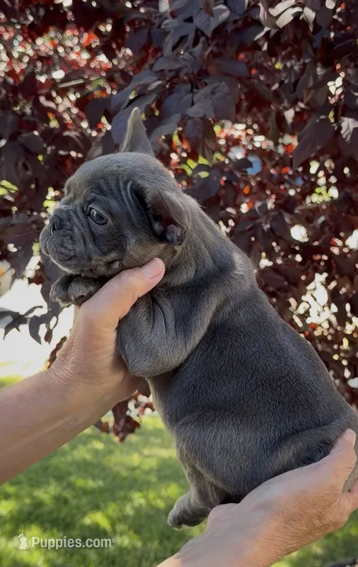 Blue Male 1 – French Bulldog puppy for sale in Merced, CA