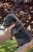 Blue Male 1, a male French Bulldog for sale in Merced, CA – 1 of 6