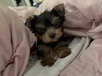 Gracie , a female Yorkshire Terrier for sale in Merced, CA – 4 of 6