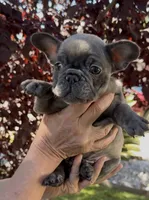 Blue Male 2, a male French Bulldog for sale in Merced, CA – 3 of 6