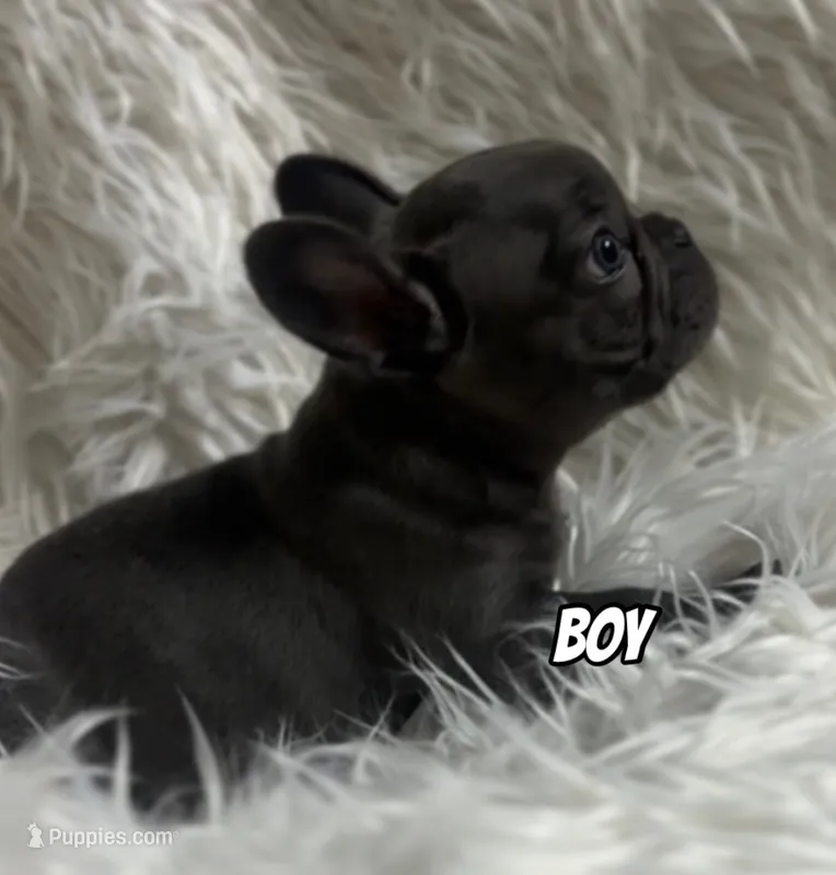 Nova Blue Male – French Bulldog puppy for sale in Merced, CA