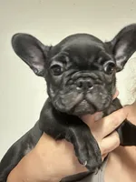 Nova Black Female, a female French Bulldog for sale in Merced, CA – 4 of 4