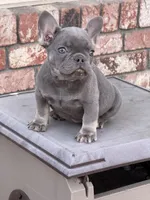 AKC Lilac tan points , a female French Bulldog for sale in Merced, CA – Photo 5 of 7