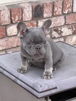 AKC Lilac tan points , a female French Bulldog for sale in Merced, CA – Photo 6 of 7