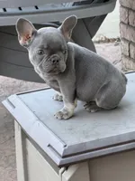 AKC Lilac tan points , a female French Bulldog for sale in Merced, CA – Photo 7 of 7