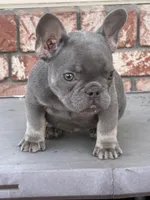 AKC Lilac tan points , a female French Bulldog for sale in Merced, CA – Photo 4 of 7