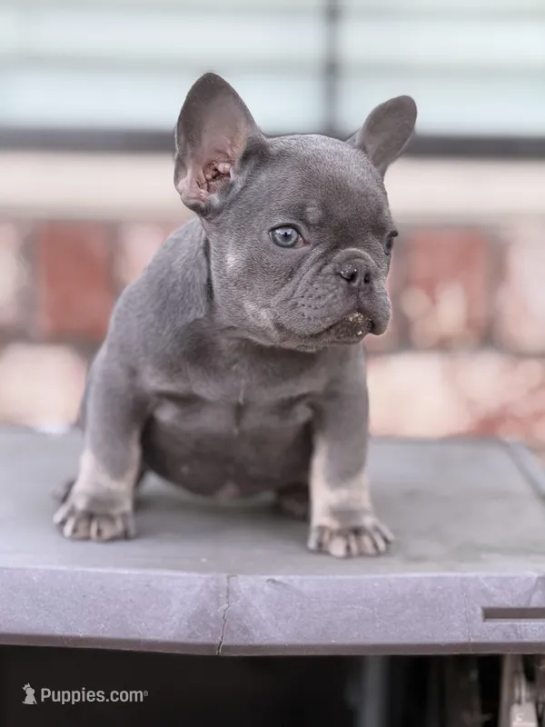 AKC Lilac tan points  – French Bulldog puppy for sale in Merced, CA