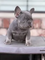 AKC Lilac tan points , a female French Bulldog for sale in Merced, CA – Photo 1 of 7