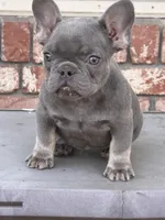AKC Lilac tan points , a female French Bulldog for sale in Merced, CA – Photo 3 of 7