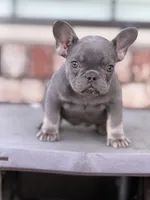 AKC Lilac tan points , a female French Bulldog for sale in Merced, CA – Photo 2 of 7