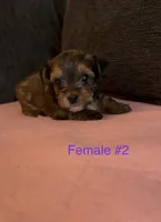 Gracie 2, a female Yorkshire Terrier for sale in Merced, CA – 6 of 7
