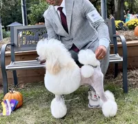 River, a male Poodle - Miniature  for sale in Mcminnville, TN – 4 of 6