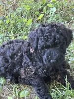 Blackie, a male Poodle - Miniature  for sale in Mcminnville, TN – 2 of 2