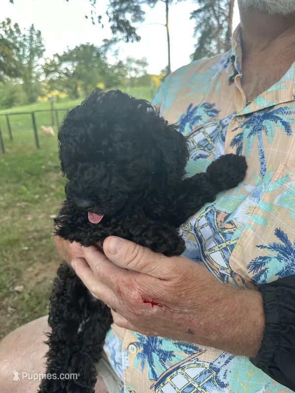 Blackie – Poodle - Miniature  puppy for sale in Mcminnville, TN