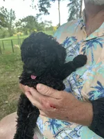 Blackie, a male Poodle - Miniature  for sale in Mcminnville, TN – 1 of 2