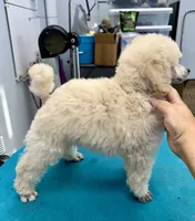 River, a male Poodle - Miniature  for sale in Mcminnville, TN – 3 of 6