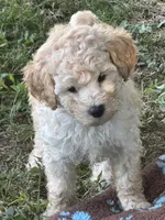 River, a male Poodle - Miniature  for sale in Mcminnville, TN – 6 of 6
