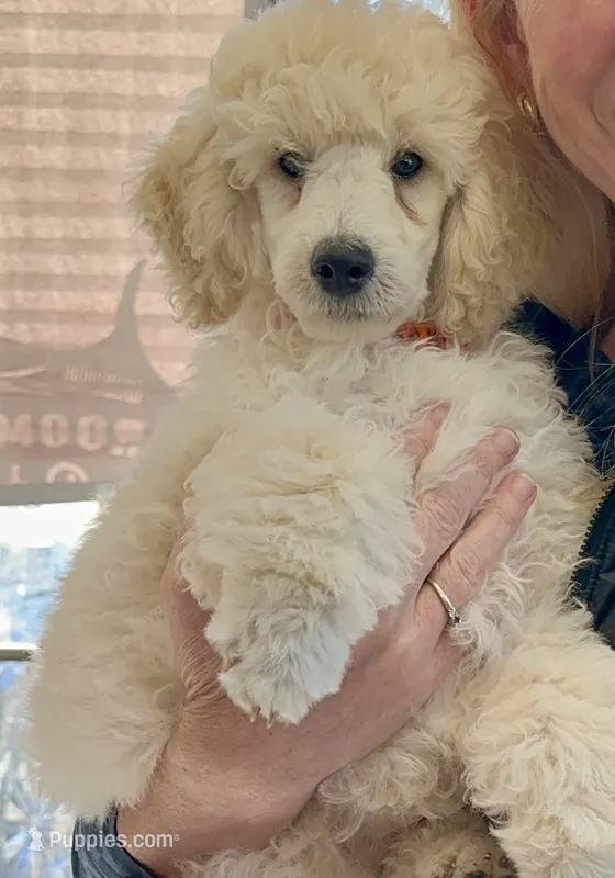 River – Poodle - Miniature  puppy for sale in Mcminnville, TN