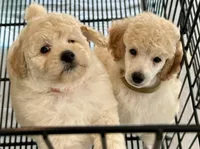 River, a male Poodle - Miniature  for sale in Mcminnville, TN – 5 of 6