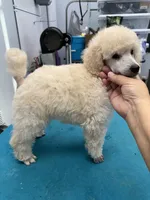 River, a male Poodle - Miniature  for sale in Mcminnville, TN – 1 of 6