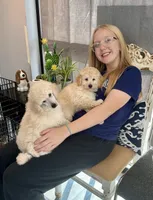 River, a male Poodle - Miniature  for sale in Mcminnville, TN – 2 of 6