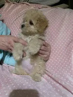 girl, a female Havapoo for sale in Watertown, SD – Photo 1 of 3