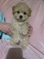 girl, a female Havapoo for sale in Watertown, SD – Photo 2 of 3