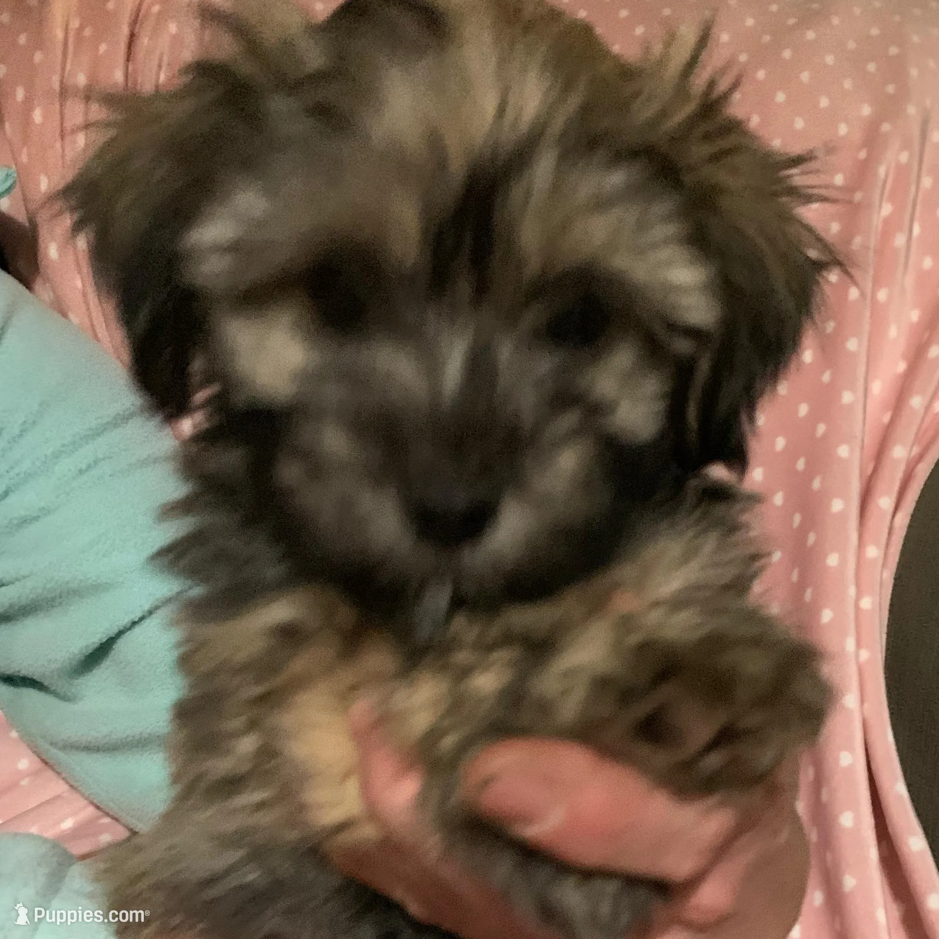 girl, a female Havapoo for sale in Watertown, SD – Photo 4 of 4